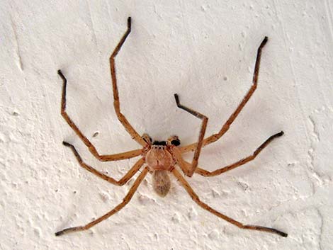 Spiders (Class Arachnida)