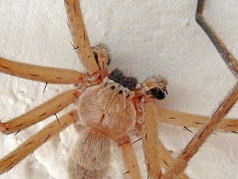 Spiders (Class Arachnida)