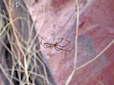 Spiders (Class Arachnida)