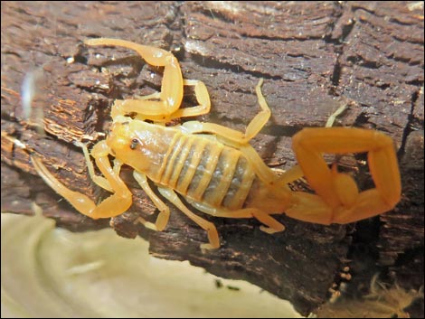 Bark Scorpion (Centruroides sculpturatus)