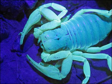 Giant Desert Hairy Scorpion (Hadrurus arizonensis)