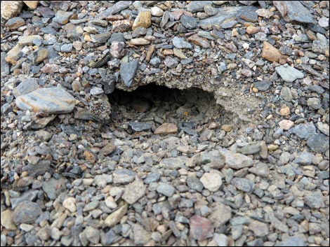 Northern Desert Hairy Scorpion (Hadrurus spadix)