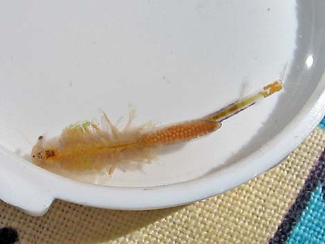 Fairy Shrimp (Order Anostraca)