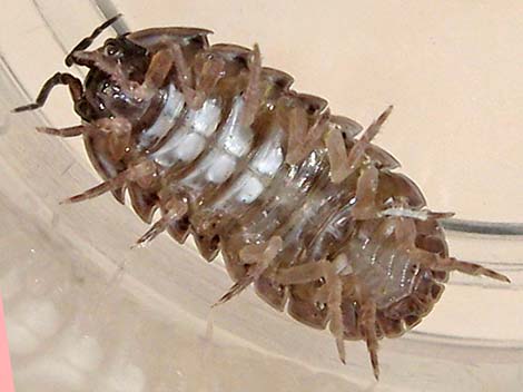 Common Pillbug (Armadillidium vulgare)