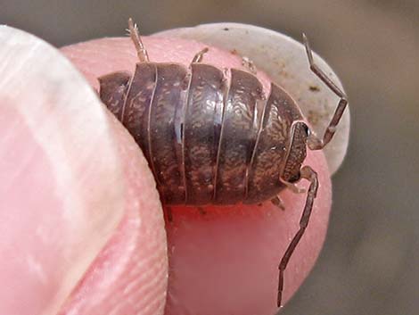 Sowbug (Family Porcellionidae)