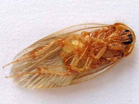 Desert Roach (Arenivaga)