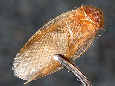 Desert Roach (Arenivaga)