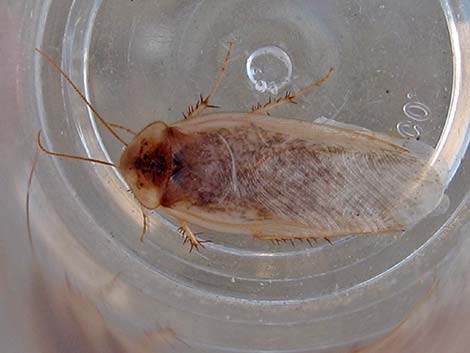 Desert Roach (Arenivaga)