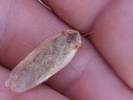 Desert Roach (Arenivaga)