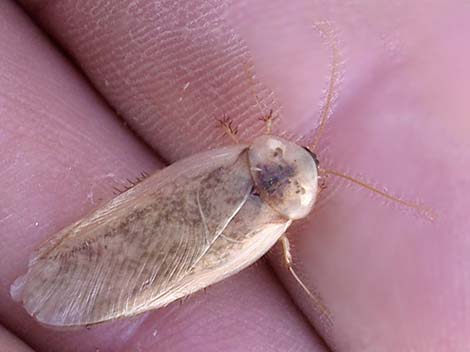 Desert Roach (Arenivaga)