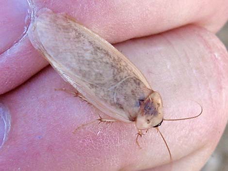 Desert Roach (Arenivaga)