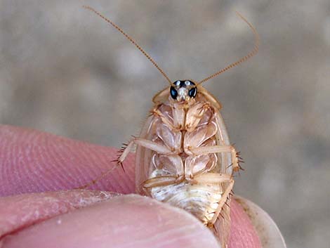 Desert Roach (Arenivaga)