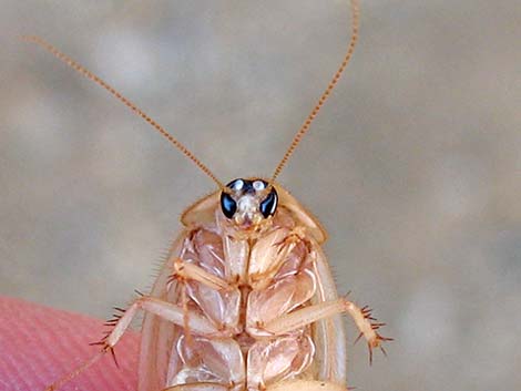 Desert Roach (Arenivaga)