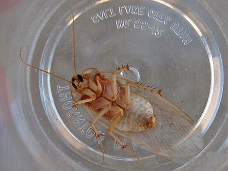 Desert Roach (Arenivaga spp.)