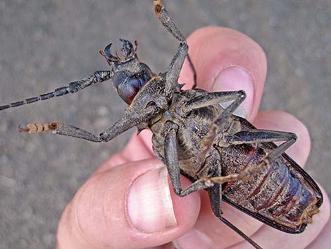 Palo Verde Root Borer (Derobrachus hovorei)