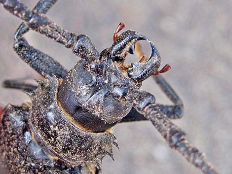 Palo Verde Root Borer (Derobrachus hovorei)