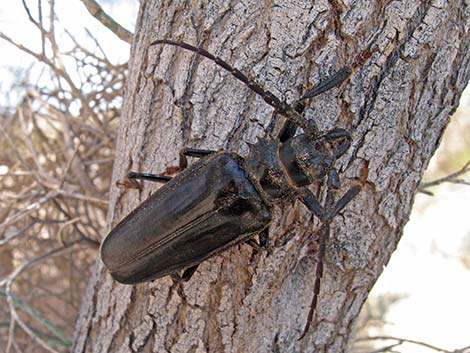 Palo Verde Root Borer (Derobrachus hovorei)