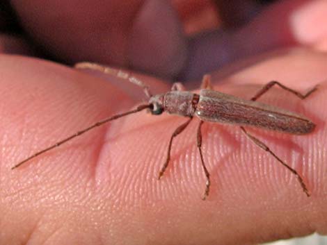 Longhorned Beetles (Family Cerambycidae)