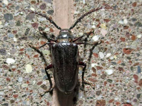 Cerambycidae