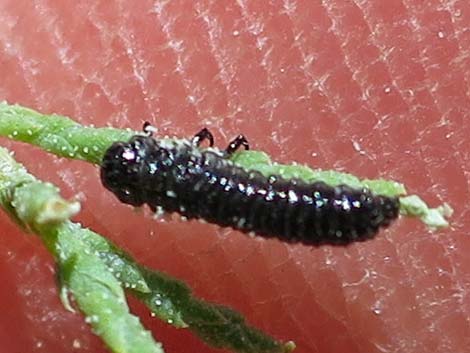 Saltcedar Leaf Beetle (Diorhabda elongata)