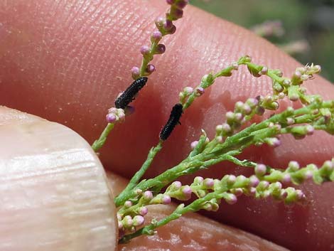 Saltcedar Leaf Beetle (Diorhabda elongata)