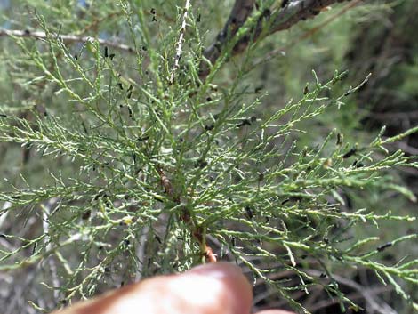 Saltcedar Leaf Beetle (Diorhabda elongata)