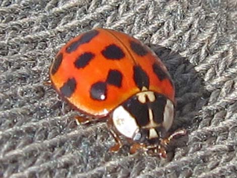 Lady Beetle (Family Coccinellidae)