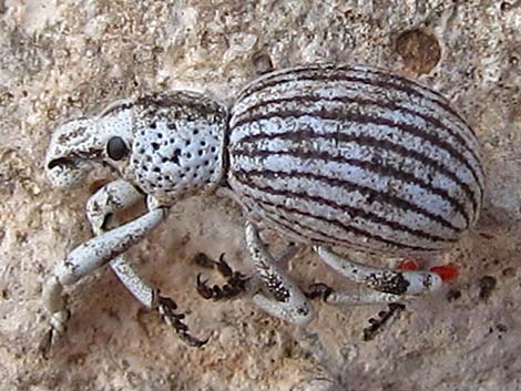 Ophryastes argentata (silver creosote twig weevil)