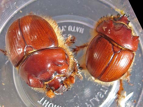 Regal Earth-Boring Dung Beetle (Bolbocerastes regalis)