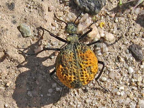 Inflated Beetle (Cysteodemus armatus)