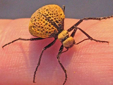 Inflated Beetle (Cysteodemus armatus)