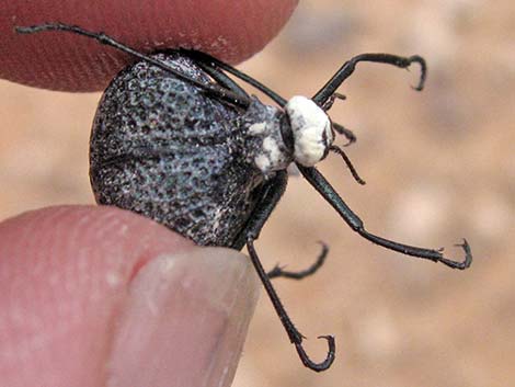 Inflated Beetle (Cysteodemus armatus)