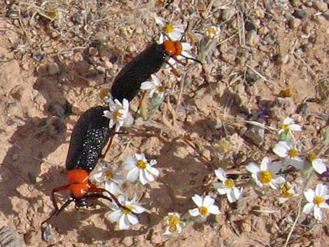 Desert blister beetle (Lytta magister)