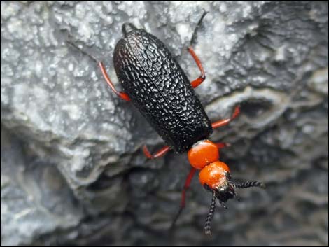 Desert blister beetle (Lytta magister)