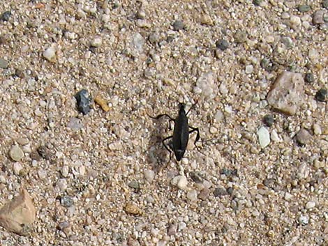 Flattened Blister Beetle (Phodaga alticeps)