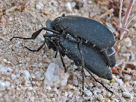 Flattened Blister Beetles (Phodaga alticeps)