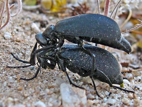 Flattened Blister Beetle (Phodaga alticeps)