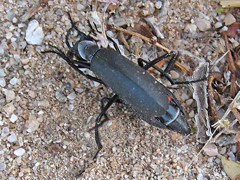 Flattened Blister Beetles (Phodaga alticeps)