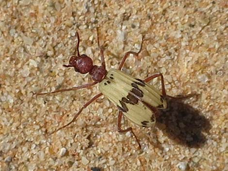 White Blister Beetle (Pleuropasta mirabilis)