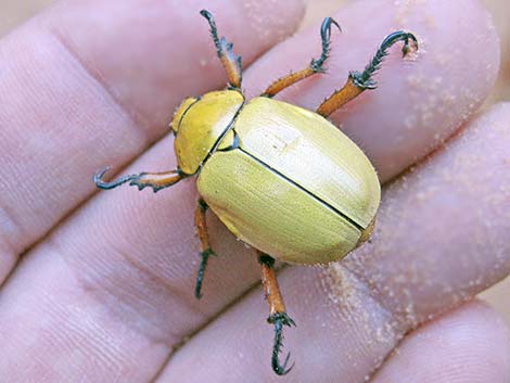 Cotalpa spp. (Family Scarabaeidae)