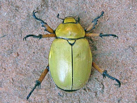 Cotalpa flavida (Scarabaeidae)