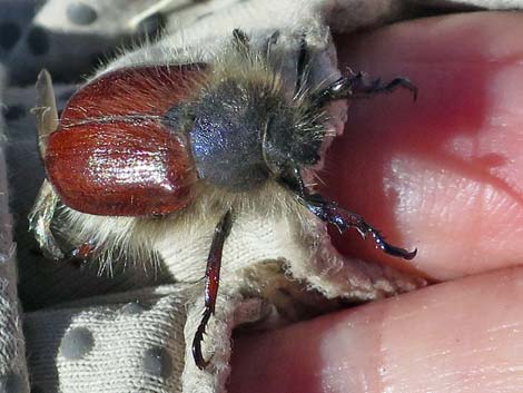 Little Bear Scarab Beetle (Paracotalpa ursina)