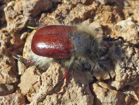 Little Bear Scarab Beetle (Paracotalpa ursina)