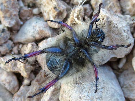 Little Bear Scarab Beetle (Paracotalpa ursina)