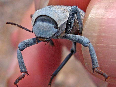 Desert Ironclad Beetle (Asbolus verrucosus)