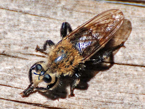 Bee-like Robber Flies (Family Asilidae, Laphria spp.)