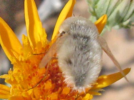 Bombyiidae, Lordotus, bee fly