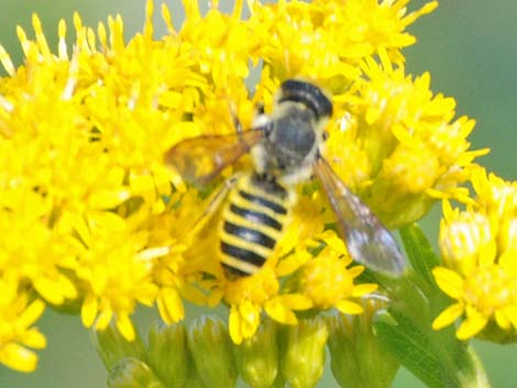 Hover Flies (Family Syrphidae)