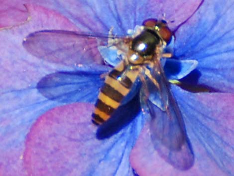 Hover Flies (Family Syrphidae)