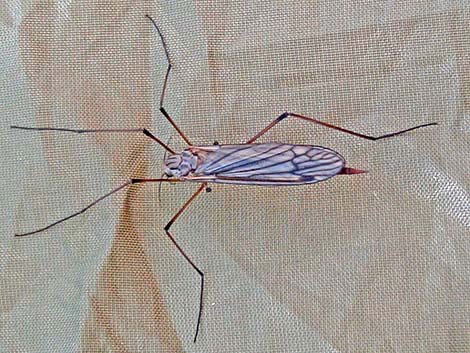 Crane Flies (Family Tipulidae)